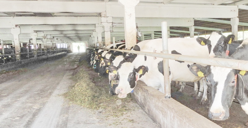Молочная ферма Nigula Piim